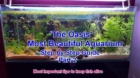 How to set up an aquarium: Step by step .